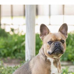 French Bulldog Puppies from Tule Creek Frenchies