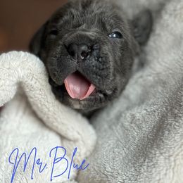 Cane Corso Puppies from Iron Will Cane Corso