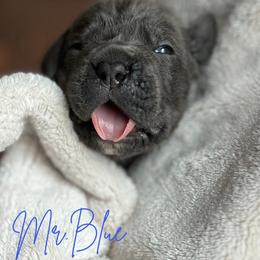 Cane Corso Puppies from Iron Will Cane Corso