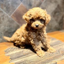 Tin Man - Red  male Goldendoodle puppy in Bells, Texas from Partridge Doodles and Poodles