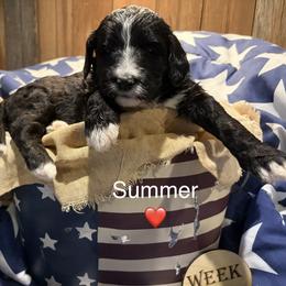 Summer - Black and white female Bernedoodle puppy in Coopersburg, Pennsylvania from Deutsch Hund Haus