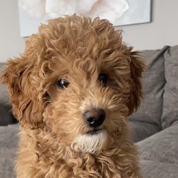 Emmi - Goldendoodle