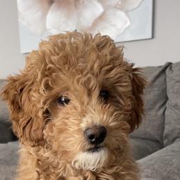 Emmi - Goldendoodle