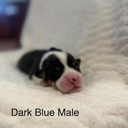 Male 1 - Black and tan male Pembroke Welsh Corgi puppy in La Porte City, Iowa from Cedar River Corgis