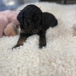 Orange Collar - Black and tan male Irish Doodle puppy in Indiahoma, Oklahoma from Farm Fresh Doodles