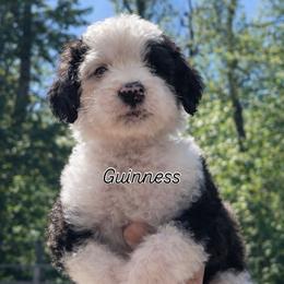 Guinness - Brown and white male Sheepadoodle puppy in Rocky Point, North Carolina from CelticDoods