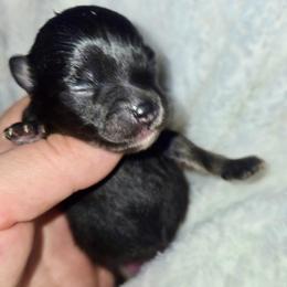 Inigo Montoya - Black male Pomeranian puppy in Lake Forest Park, Washington from Tea Pup Pomeranians