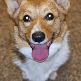 Pembroke Welsh Corgi Puppies from Tiny Titans K9