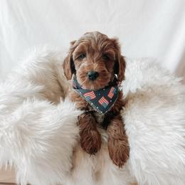 Rocky - Red  male Goldendoodle puppy in Bellevue, Iowa from River Town Doodles
