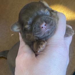 Shih Tzu Puppies from West Coast Shih Tzu/Reno Tzu Haven