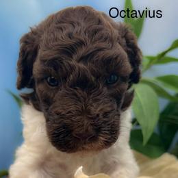 Laa - Parti male Poodle puppy in Greenville, North Carolina from Grace Poodles