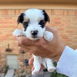 Kiss (Boy 2) - Black tan and white male Biewer Terrier puppy in Las Cruces, New Mexico from De La Rosa Biewers