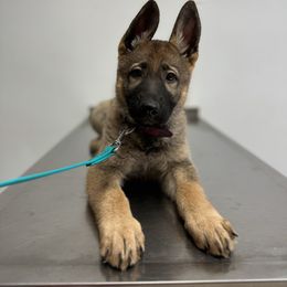 Belgian Malinois, Dutch Shepherd, and German Shepherd Puppies from Stay Wild K9
