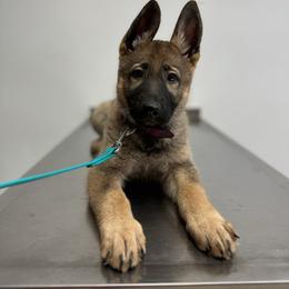Belgian Malinois, Dutch Shepherd, and German Shepherd Puppies from Stay Wild K9