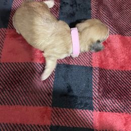 Miss Pink Collar - Cream female Dachshund puppy in Bullard, Texas from Mimidachs of Texas
