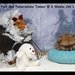 Pomeranian Puppies from Port Bee Pomeranian’s