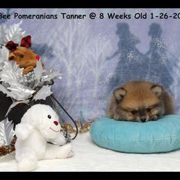 Pomeranian Puppies from Port Bee Pomeranian’s