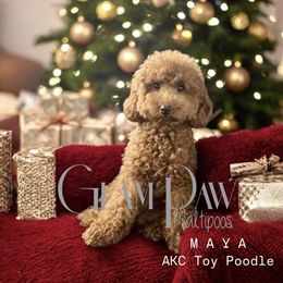 Maya - Poodle
