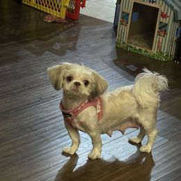 Shih Tzu Puppies from Prescious Shih Tzu’s