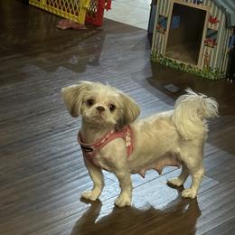 Shih Tzu Puppies from Prescious Shih Tzu’s