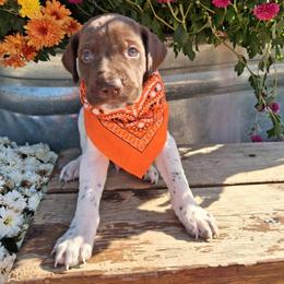 Orange Boy - Liver and white male German Shorthaired Pointer puppy in Potosi, Wisconsin from Point and Flush Gun Dogs