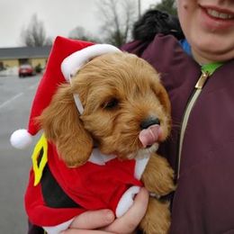Cavapoo Puppies from Jessie's Puppies
