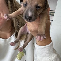 Italian Greyhound Puppies from Robert Ramirez's Italian Greyhound