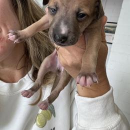 Italian Greyhound Puppies from Robert Ramirez's Italian Greyhound