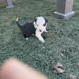 Girl 2 - Black and white female Border Collie puppy in Temecula, California from Joni Gibson's Border Collies