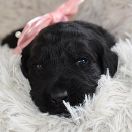 Twirl (Purple) - Pepper and salt female Giant Schnauzer puppy in Harrisville, Utah from Diamond in the Ruff