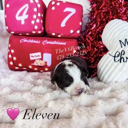 Eleven - Brown and white female Aussiedoodle puppy in Sulphur Bluff, Texas from V6 Ranch Dogs