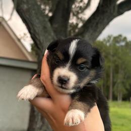 Diesel ASDR - Black tri male Toy Australian Shepherd puppy in Polk City, Florida from Skaky Shepherds
