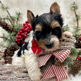 Duke - Black tan and white male Biewer Terrier puppy in Winslow, Arkansas from Morning Glory Puppies