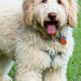 Sydney - Australian Labradoodle