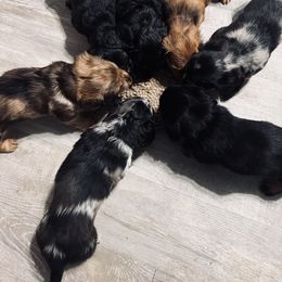 Dachshund Puppies from Royalty Grove Dachshunds