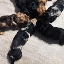Dachshund Puppies from Royalty Grove Dachshunds