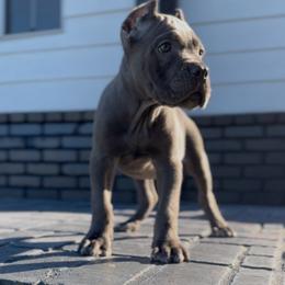 Male 2 - Gray male Cane Corso puppy in California from Donato Kennels