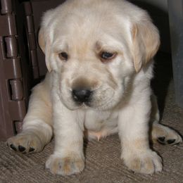 Labrador Retriever Puppies from Mystic River Labradors