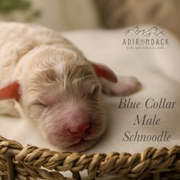 Blue collar - Parti male Schnoodle puppy in Plattsburgh, New York from Adirondack Poodles Goldendoodles,Bernedoodles & Schnoodles