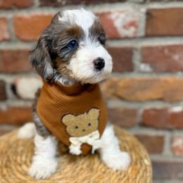 Friedrich - Merle male Bernedoodle puppy in Snohomish, Washington from Refined Doodles
