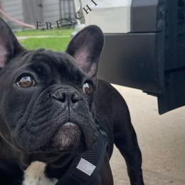 Thor - Black and white French Bulldog puppy in Wichita, Kansas from House Of Phan Elite Frenchies