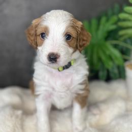 Ms. Yellow - Cream female Aussiedoodle puppy in San Antonio, Texas from Lovable Doodles SA
