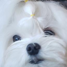 Maltese from Alexis Maltese