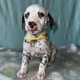 Snow - White and liver brown female Dalmatian puppy in Travelers Rest, South Carolina from Cotton Top