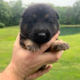 Pink - Black and tan female German Shepherd puppy in Grand Rivers, Kentucky from Von Frieden German Shepherds LLC