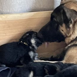 German Shepherd Puppies from Gems German Shepherd Dog Puppies