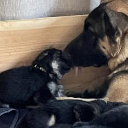 German Shepherd Puppies from Gems German Shepherd Dog Puppies