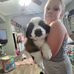 Teal - Brown and white female Saint Bernard puppy in Lebanon, Oregon from Tonya Tate's Saint Bernards