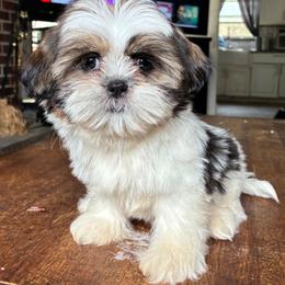 Jazmine - Brindle female Shih Tzu puppy in Stroudsburg, Pennsylvania from Puppyville Pa Shih Tzu & frenchies