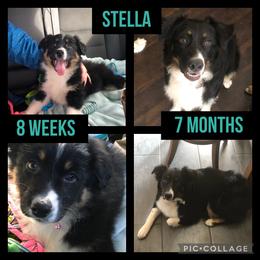 Australian Shepherd All Grown Up from K & R Australian Shepherds